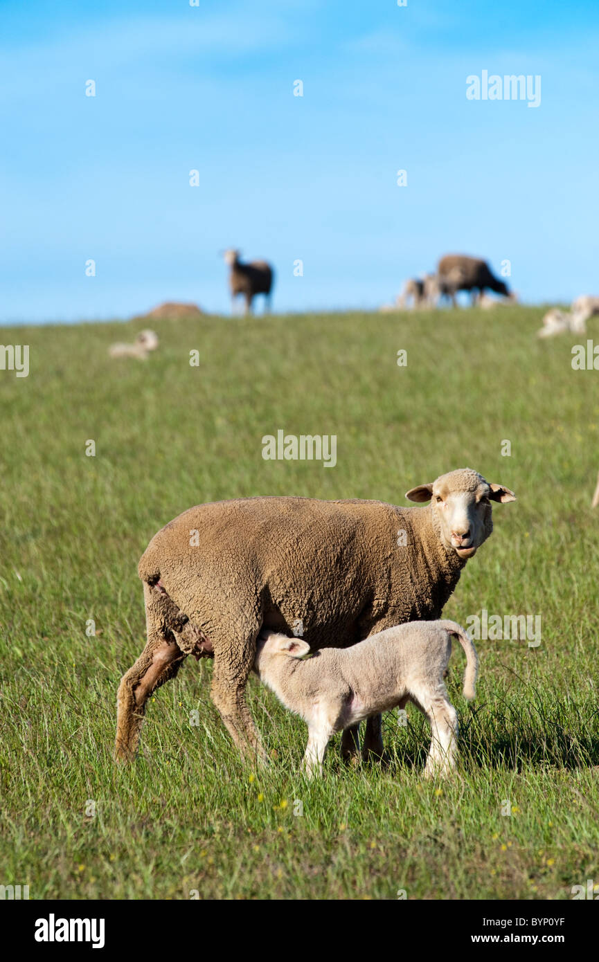 Pecora alimentazione di un agnello in Ouplaas, Western Cape, Sud Africa Foto Stock