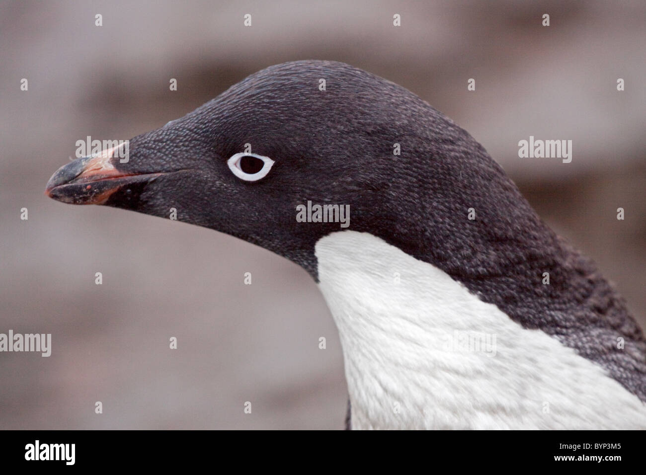 Adelie Penguin (Pygoscelis adeliae), Shingle Cove, Incoronazione Isola, Orcadi del Sud Foto Stock