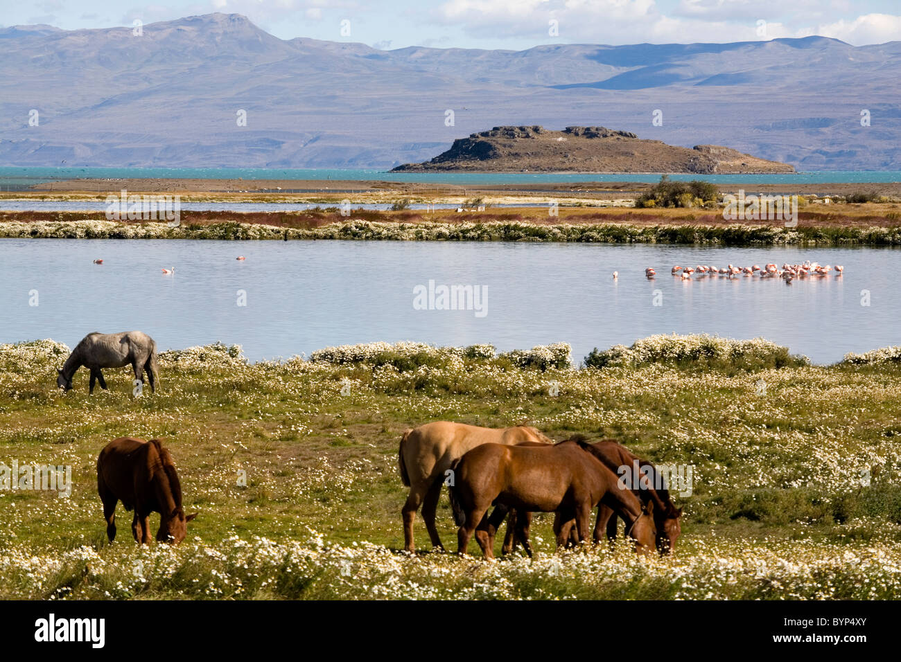 Cavalli selvaggi al Lago Argentino, El Calafate, Patagonia, terra del fuego, Argentina Foto Stock