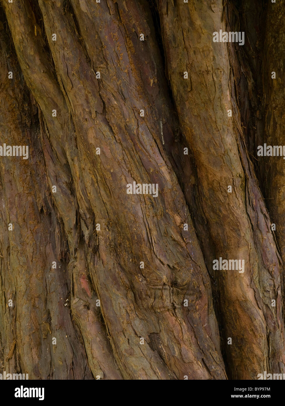 Corteccia di albero del Yew Foto Stock