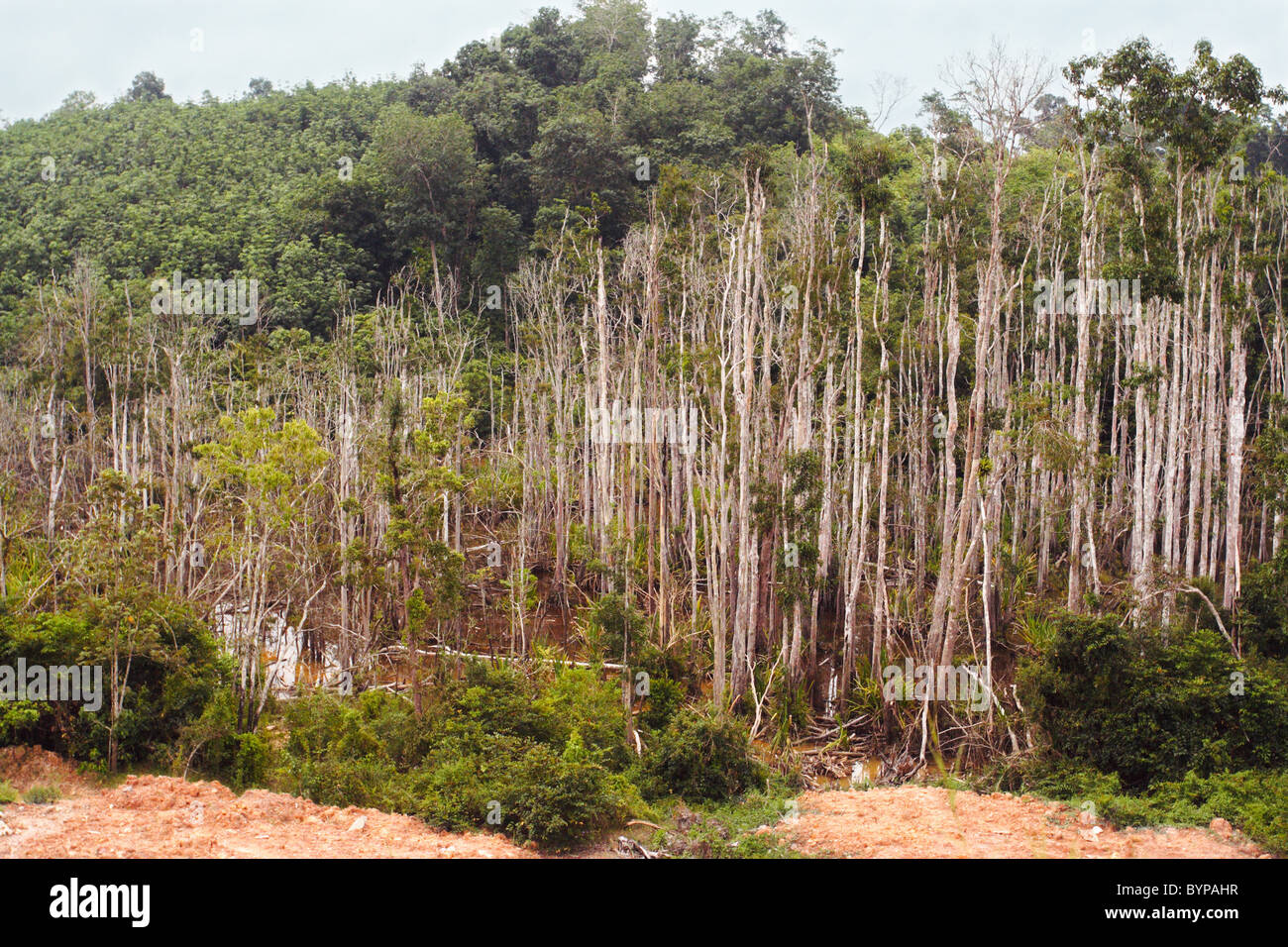Gli alberi morti in una palude - Malesia Foto Stock