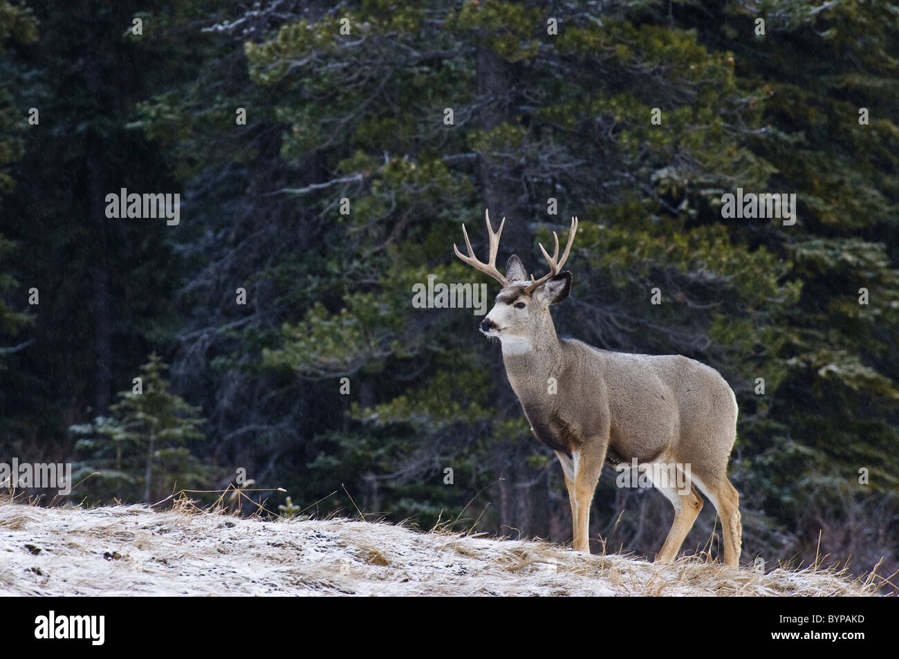 Un mulo cervo buck in piedi su di una piccola collina in appena scesa la neve. Foto Stock
