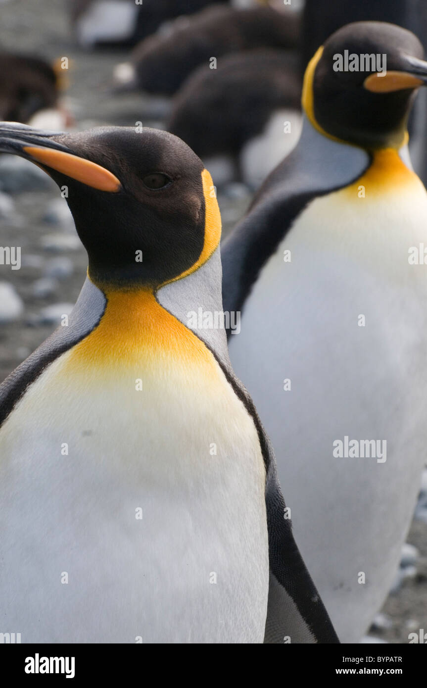 Il re dei pinguini, Aptenodytes patagonicus, salutare il visitatore a Sandy Bay su Macquarie Island, in Australia Foto Stock