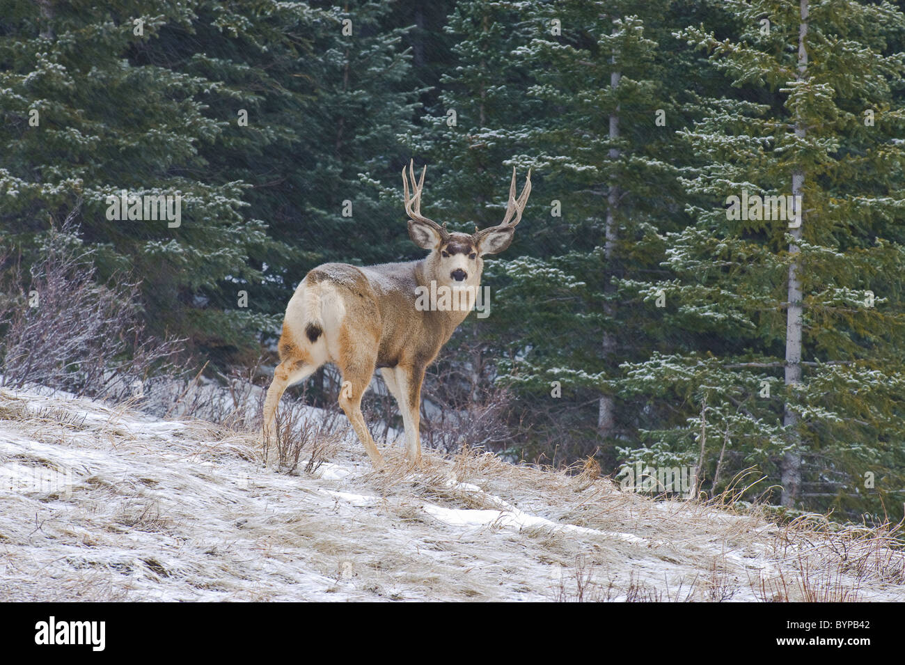 Un maschio di Mule Deer in piedi guardando indietro. Foto Stock