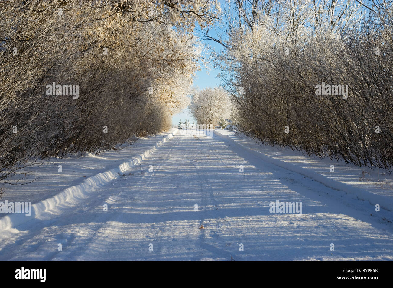 Un'immagine orizzontale di una coperta di neve road con i lati rivestiti con alberi. Foto Stock