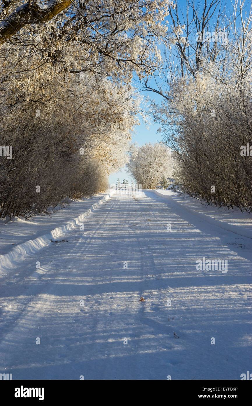 Una coperta di neve road con i lati rivestiti con alberi. Foto Stock