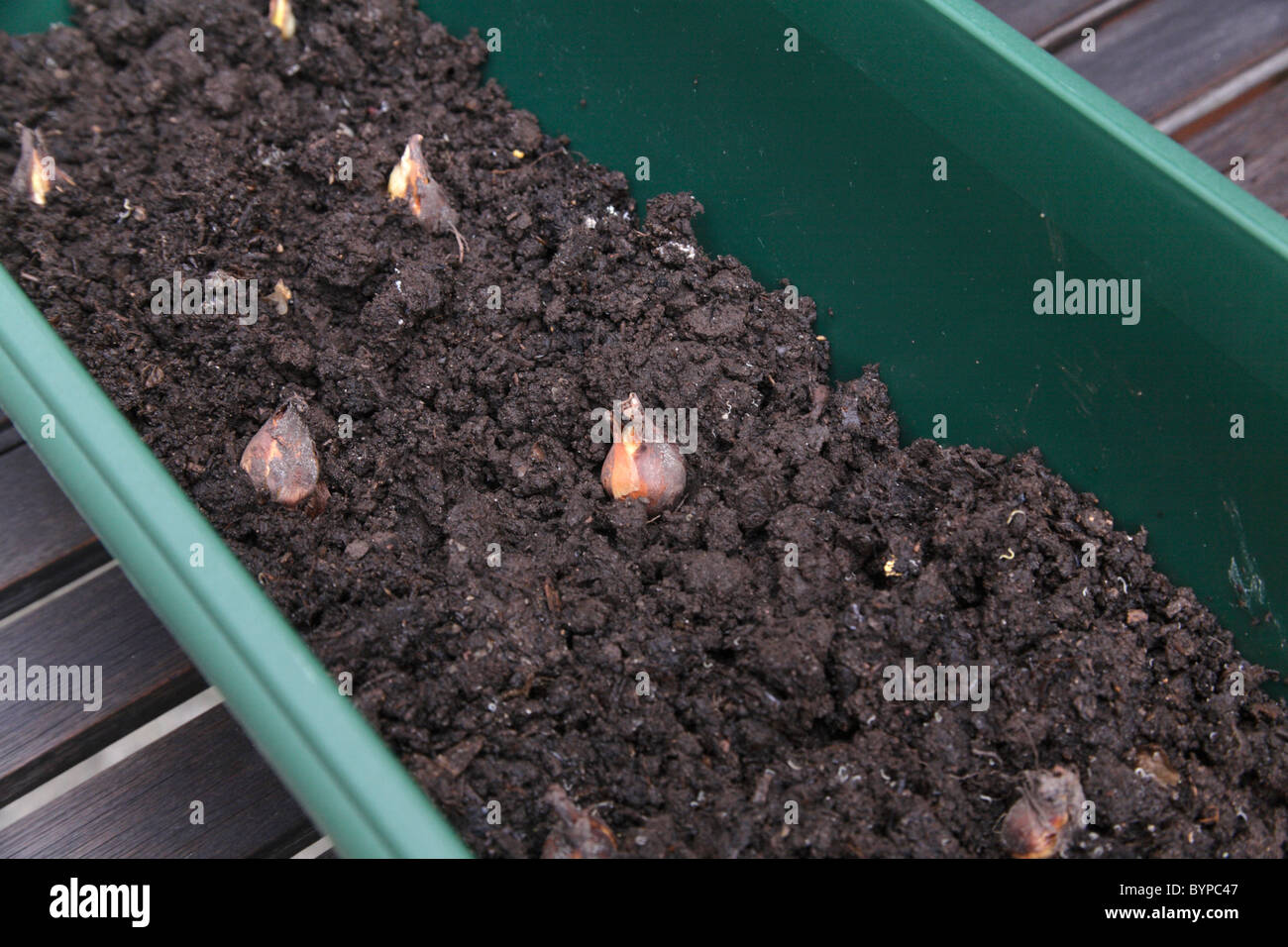 La piantagione Tigridia cormi su uno strato di composto in una plastica windowbox piantatrice. Foto Stock