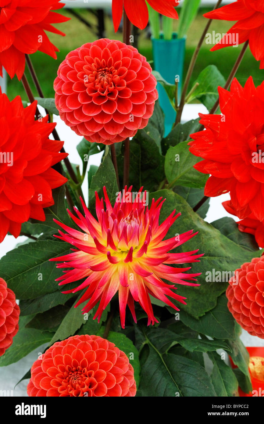 Orticoltura concorso, Contea di Dorset visualizza, Dorset, Inghilterra Foto Stock