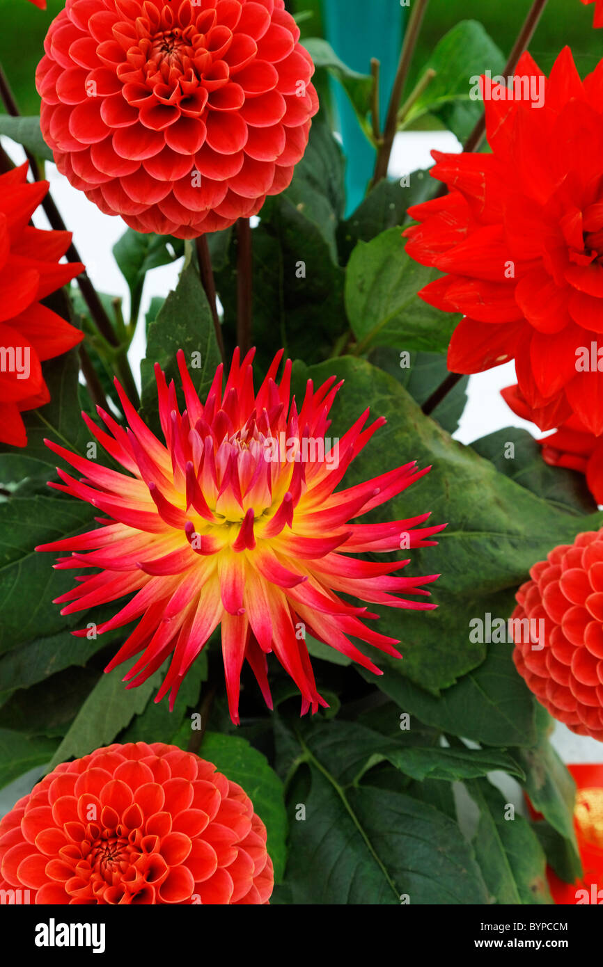 Hoerticultural concorso, Contea di Dorset visualizza, Dorset, Inghilterra Foto Stock