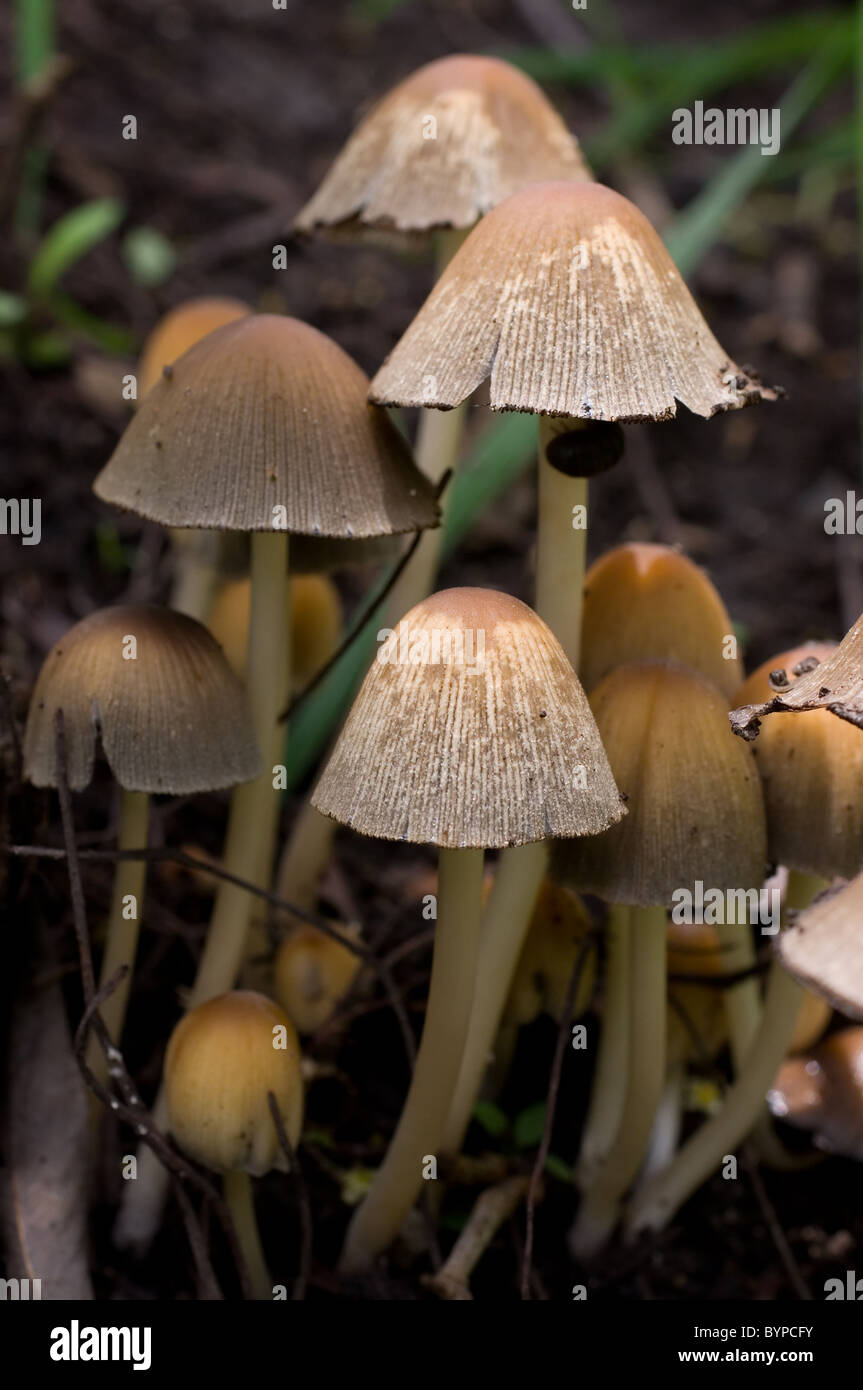 Foto di alcuni scintillanti di tappi di inchiostro (Coprinellus micaceus) Foto Stock