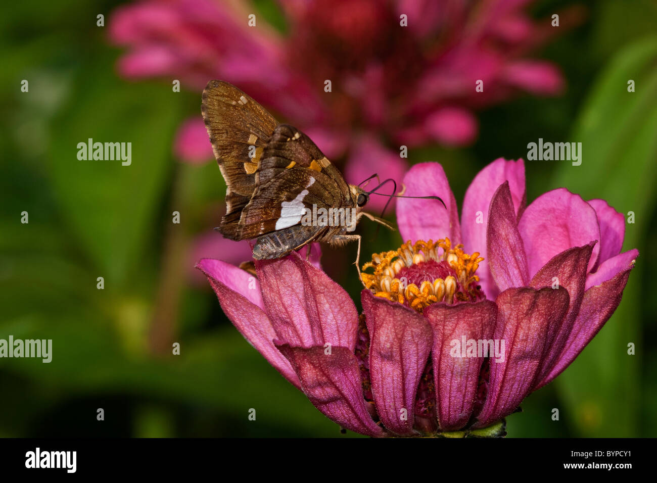 Argento-spotted Skipper nectaring in rosa Zinnia bloom Foto Stock