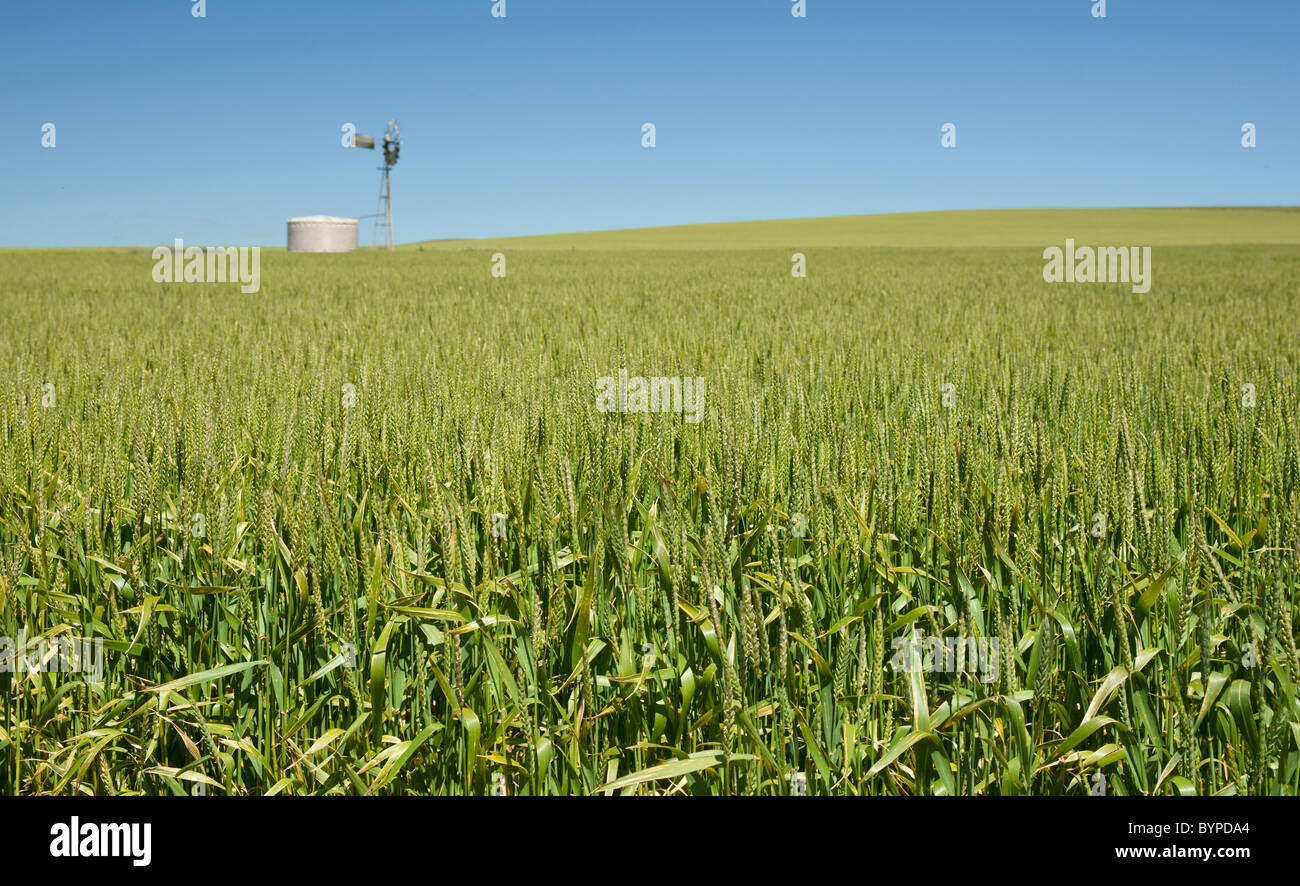 Grano verde che cresce in un campo paese sotto un cielo azzurro sopra e un iconico serbatoio di acqua e il mulino a vento all'orizzonte Foto Stock
