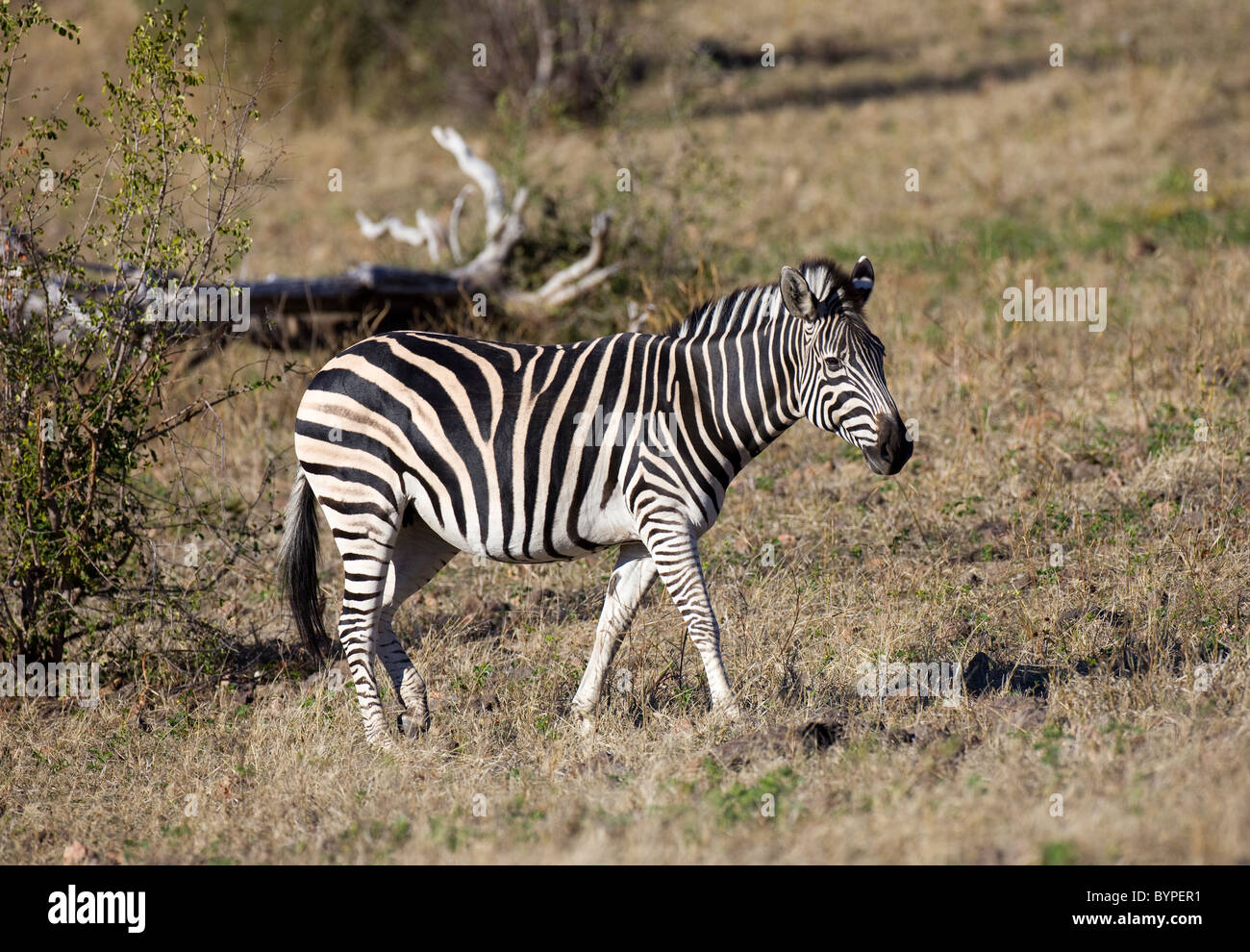 Zebra africana in Sud Africa Foto Stock