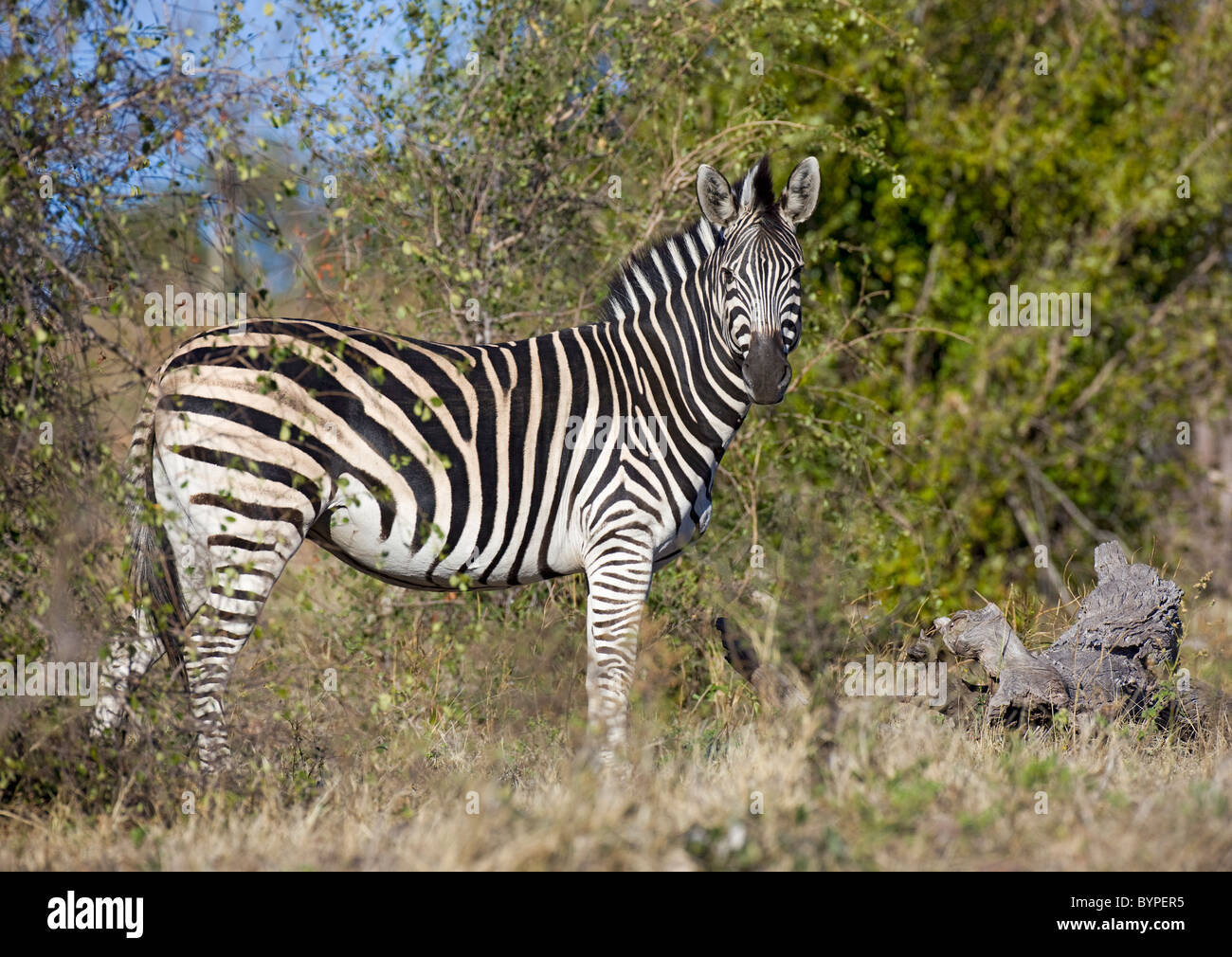 Zebra africana in Sud Africa Foto Stock