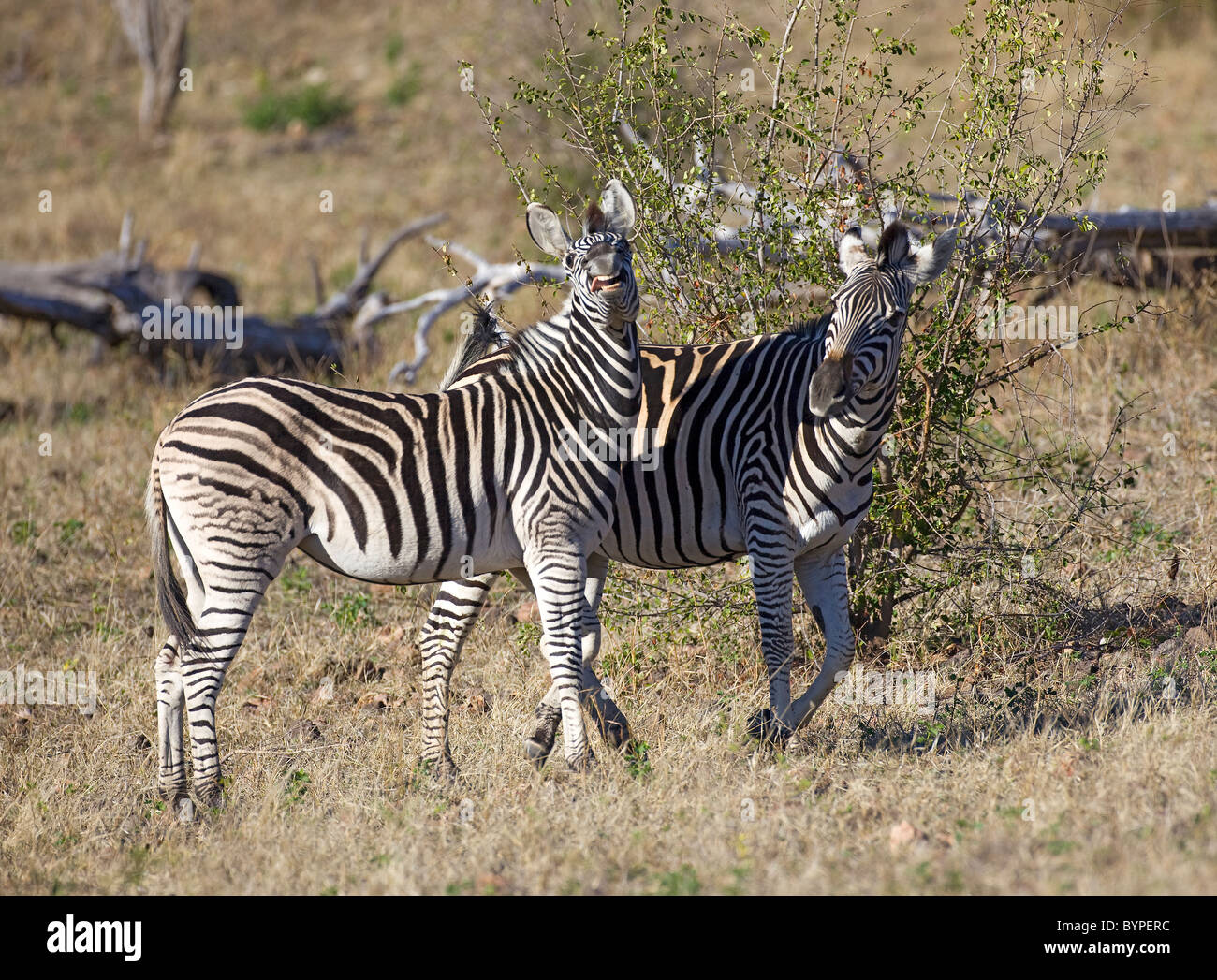 Zebra africana in Sud Africa Foto Stock