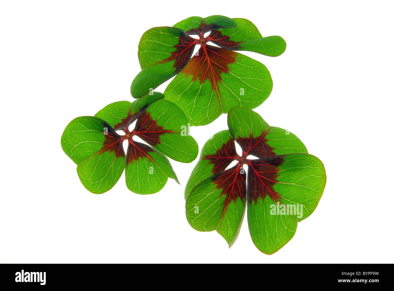 Glücksklee - quattro leafed clover 27 Foto Stock