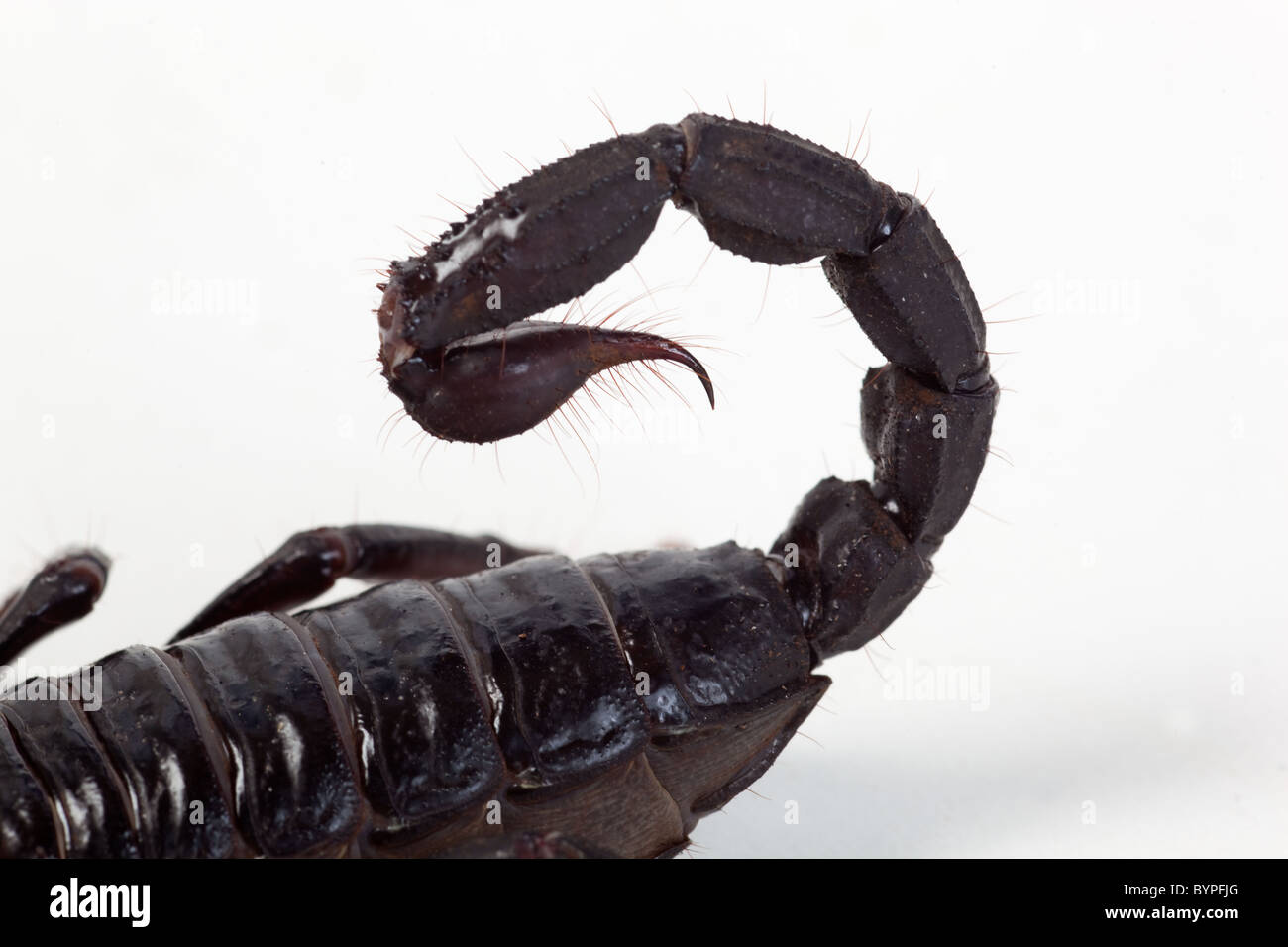 Foresta asiatica Scorpion Hterometrus spinifer Foto Stock