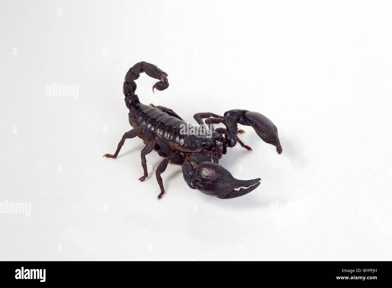 Foresta asiatica Scorpion Hterometrus spinifer Foto Stock