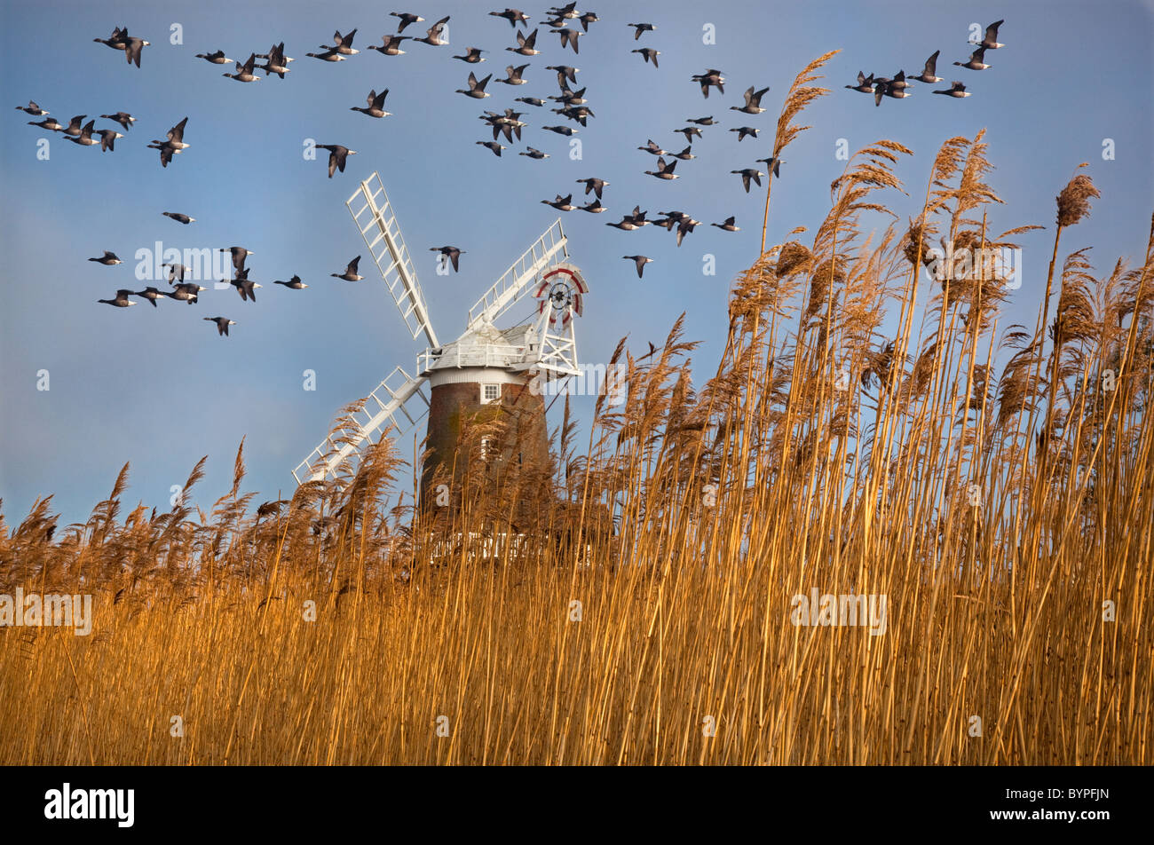 Mulino a vento di Cley e riserva naturale di Cley Marshes sulla costa nord del Norfolk Inghilterra Regno Unito Foto Stock