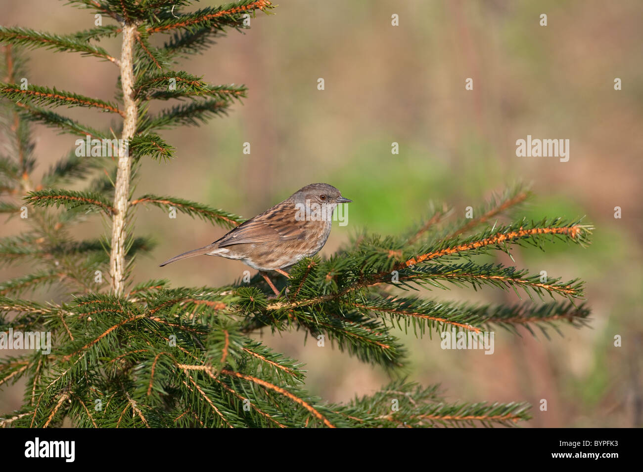 La Siepe Sparrow o Dunnock Prunella modularis Foto Stock