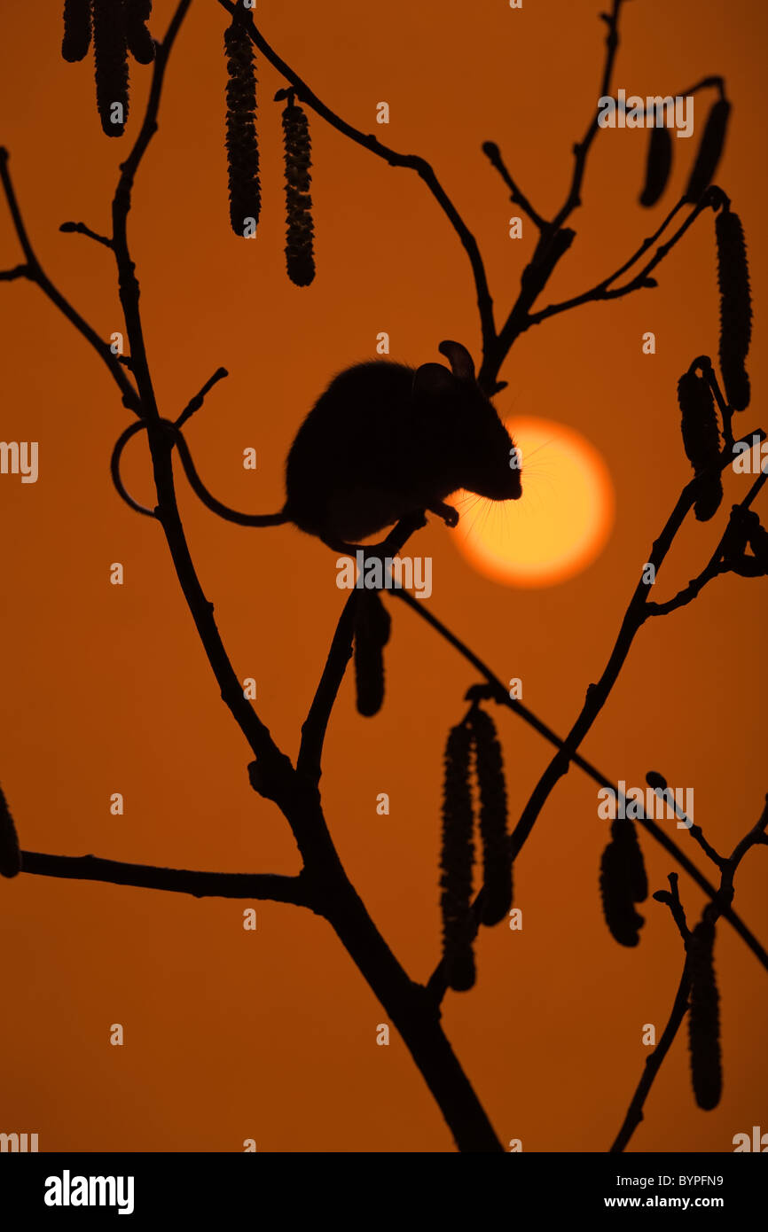 Wood Mouse Apodemus sylvaticus su hazelbranch con amenti al tramonto Foto Stock