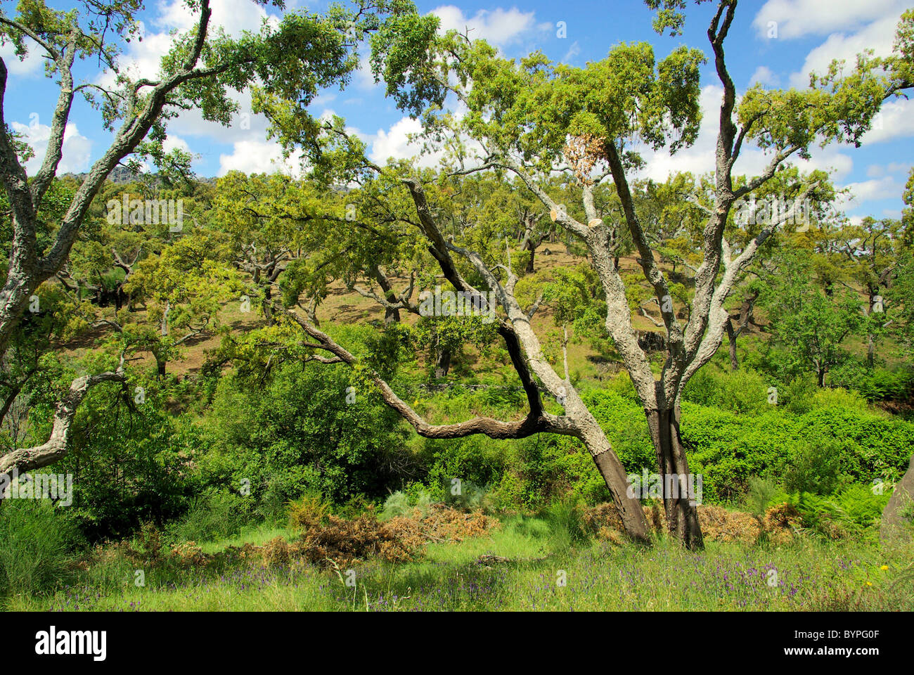 Korkeiche - Cork Oak 38 Foto Stock