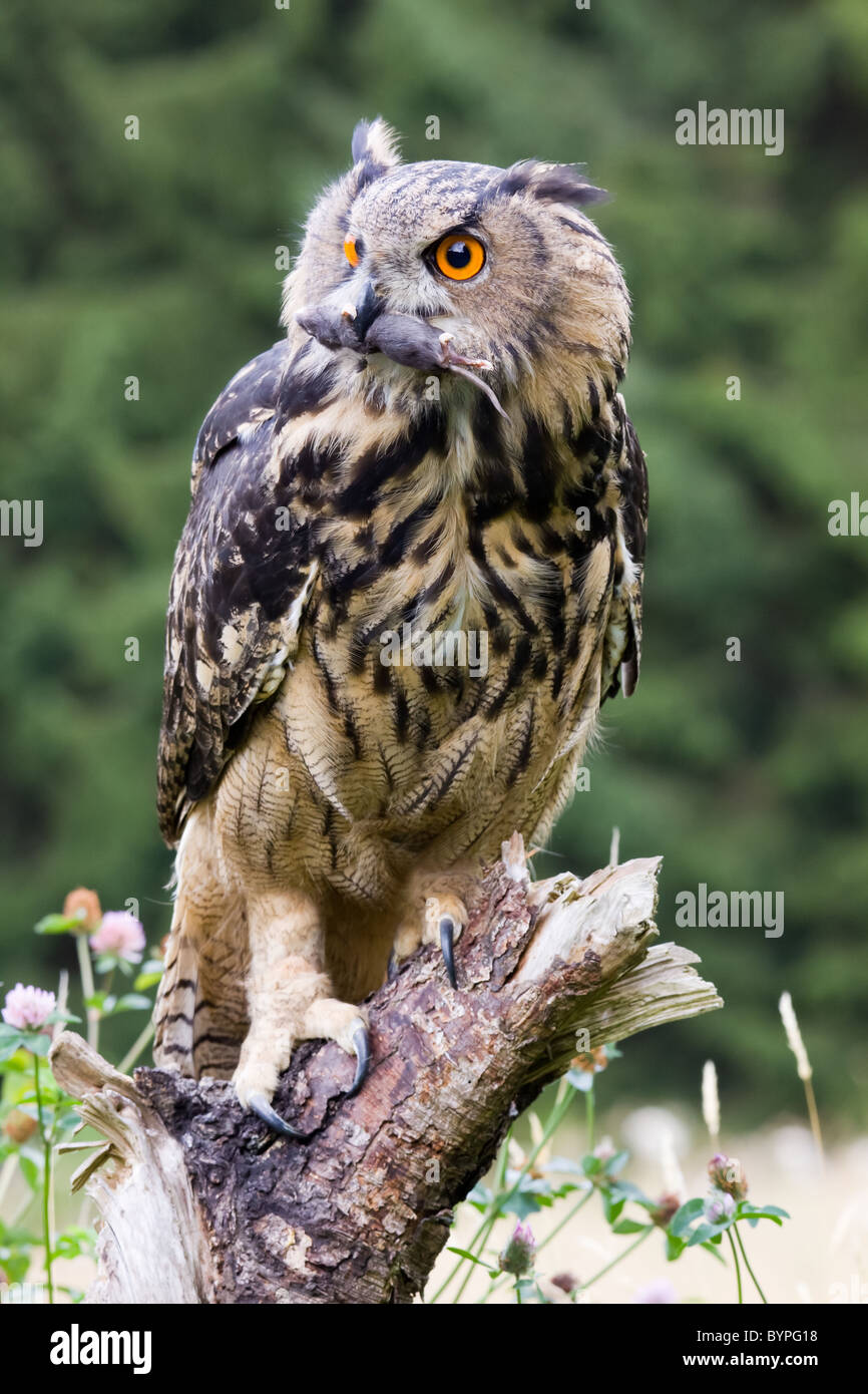 Gufo reale Bubo bubo, Germania Foresta Bavarese Foto Stock