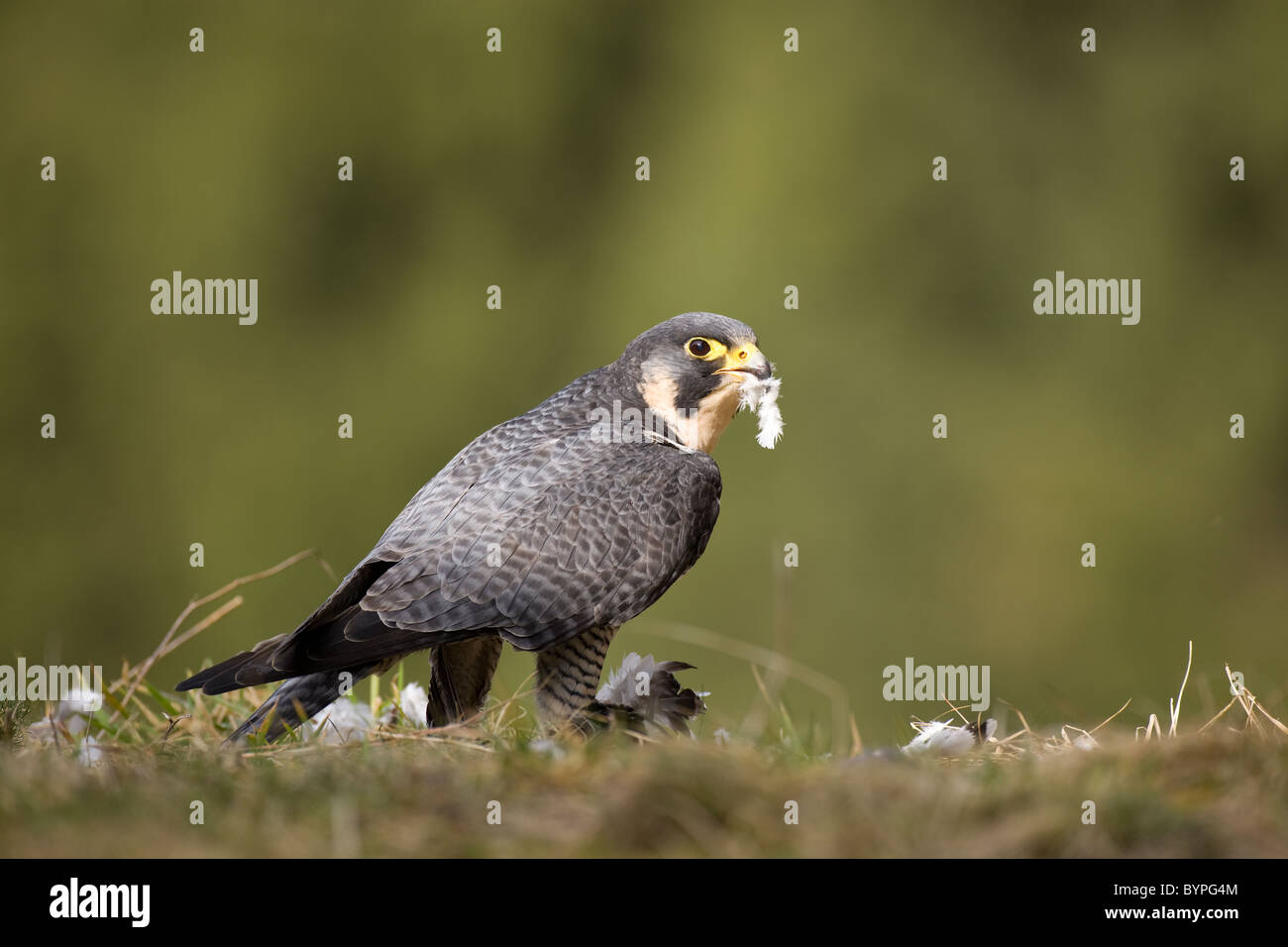 Wanderfalke (Falco peregrinus) rupft Taube, Renania-Palatinato, Deutschland, Europa Foto Stock
