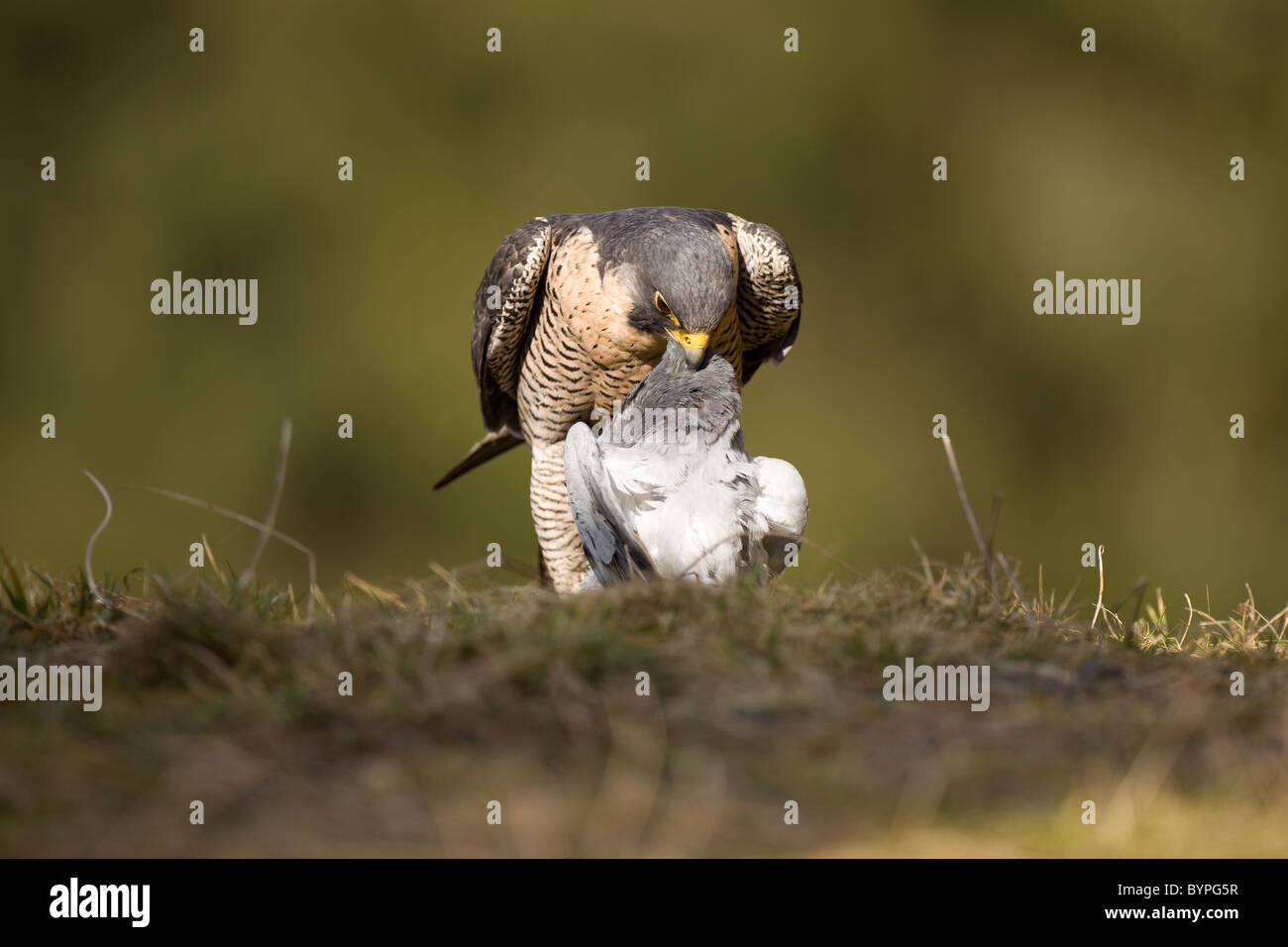 Wanderfalke (Falco peregrinus) rupft Taube Foto Stock