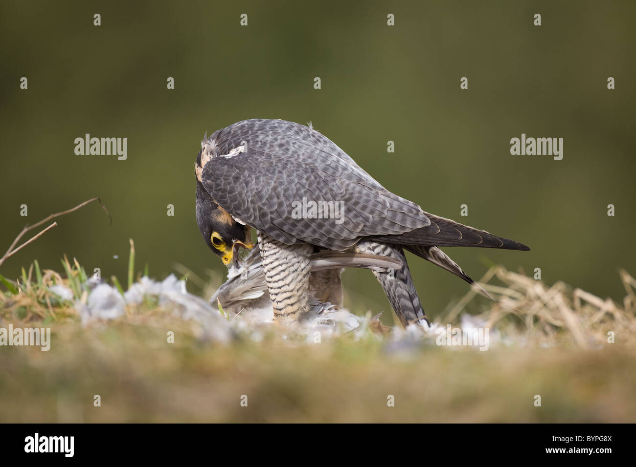 Wanderfalke (Falco peregrinus) rupft Taube, Renania-Palatinato, Deutschland, Europa Foto Stock
