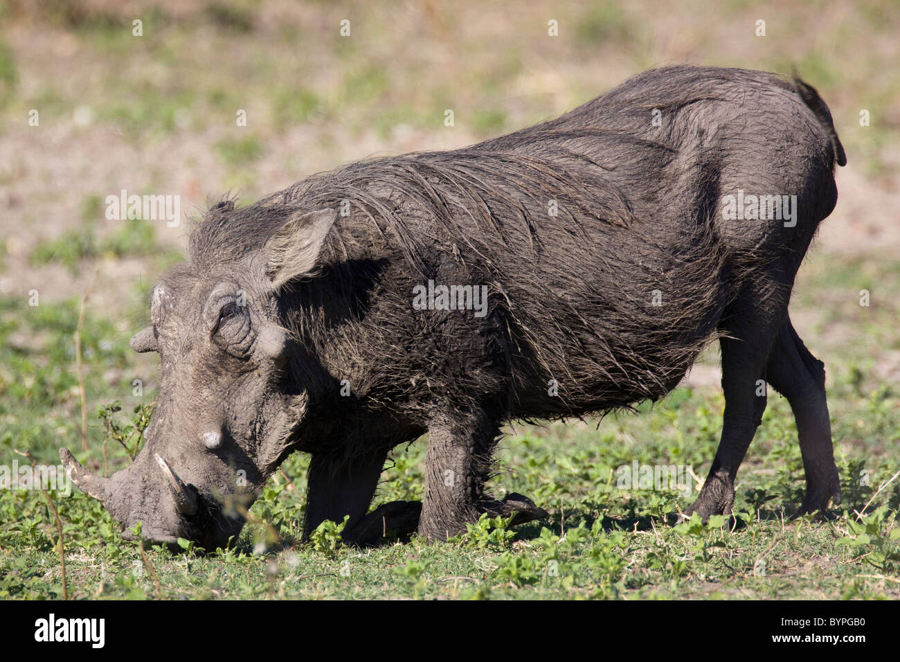 Warzenschwein (Phacochoerus africanus), Chobe Nationalpark, Botswana, Afrika Foto Stock