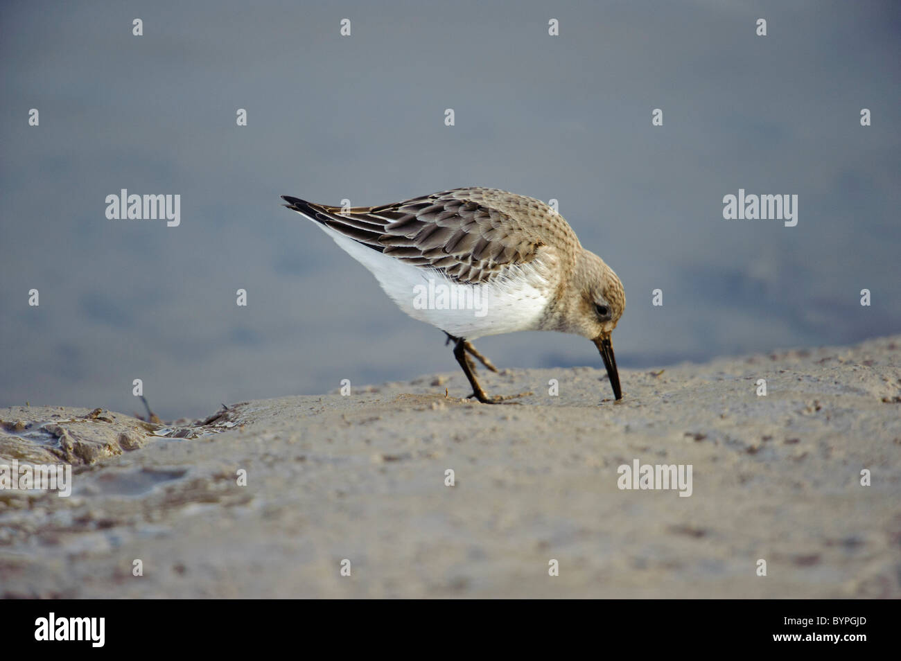 Dunlin (Calidris alpina), capretti - primo inverno, la Palude Salata Foto Stock