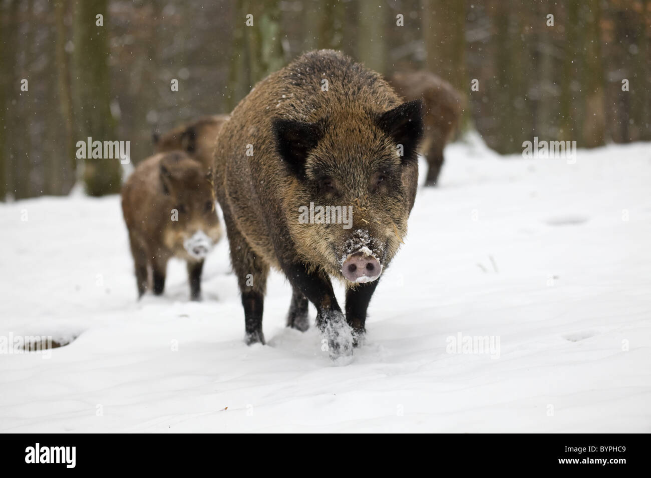 Wildschwein (Sus scrofa) im Winter, Vulkaneifel Renania-Palatinato, Deutschland, Europa Foto Stock