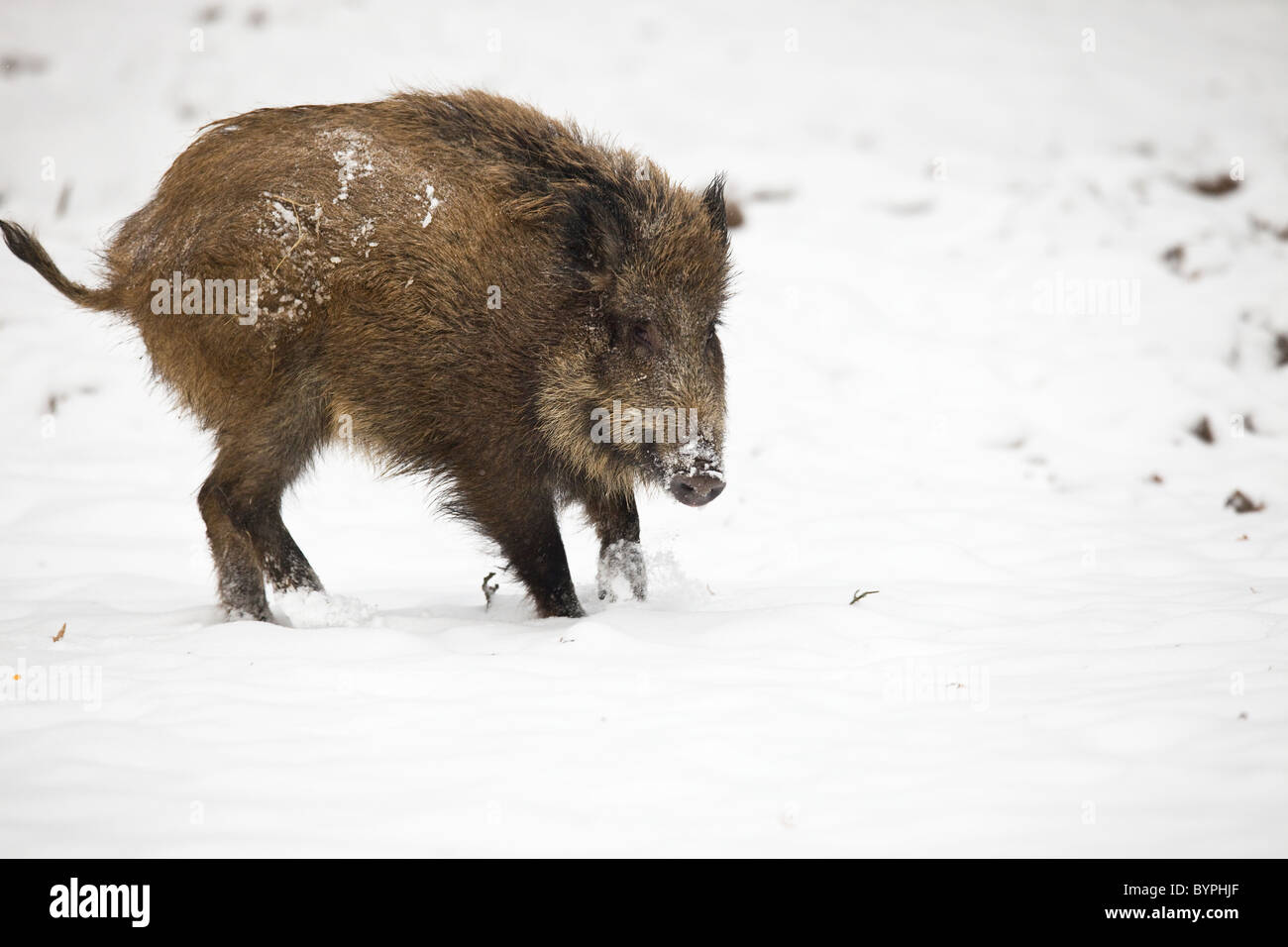 Wildschwein (Sus scrofa) im Winter, Vulkaneifel Renania-Palatinato, Deutschland, Europa Foto Stock
