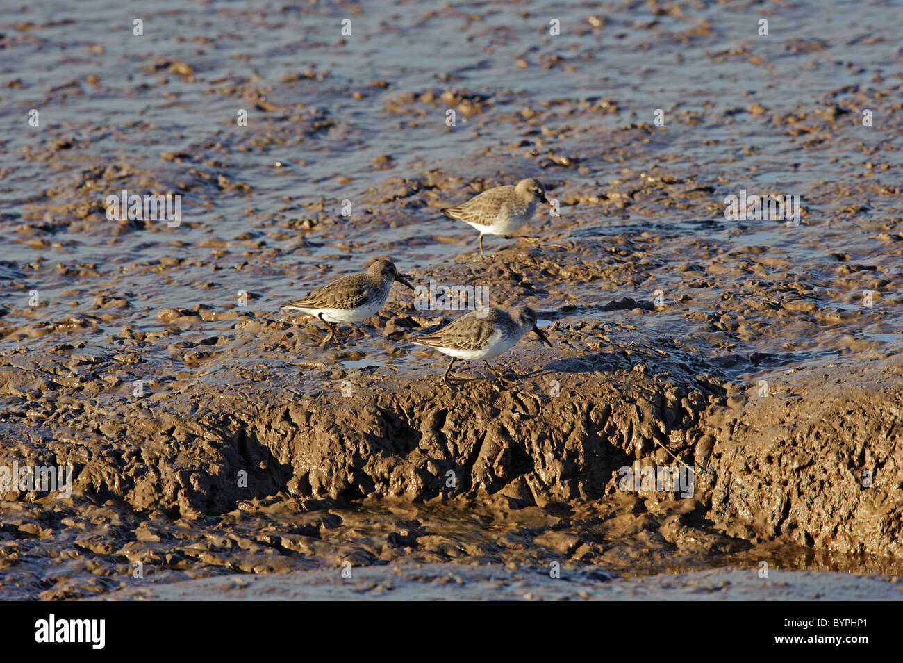 Dunlin (Calidris alpina), gruppo, capretti - primo inverno, la Palude Salata Foto Stock