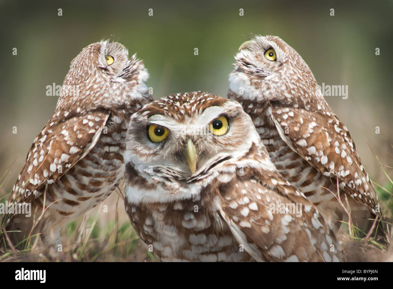 "L'hanno occhi' - scavando gufi Foto Stock