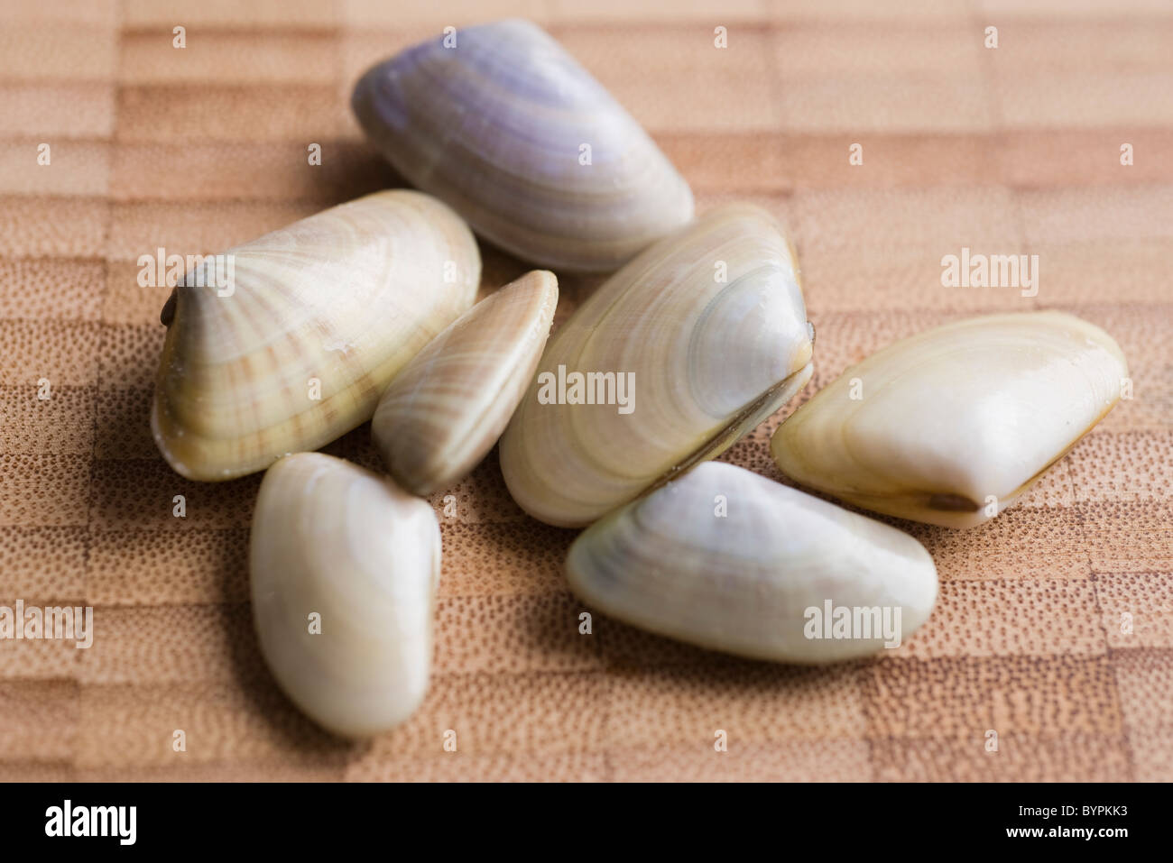 Tellina fresco vongole Foto Stock