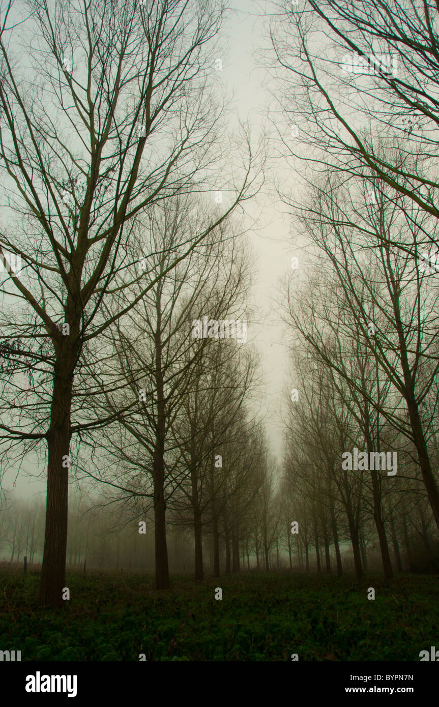 Alberi e bird stilettos Foto Stock