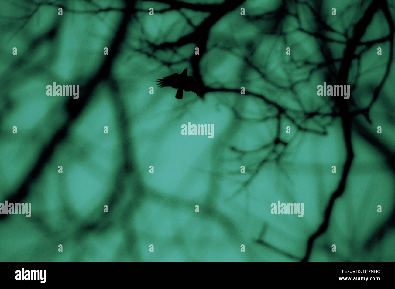 Alberi e bird stilettos Foto Stock