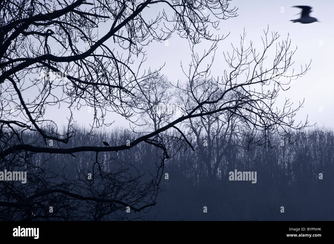 Alberi e bird stilettos Foto Stock