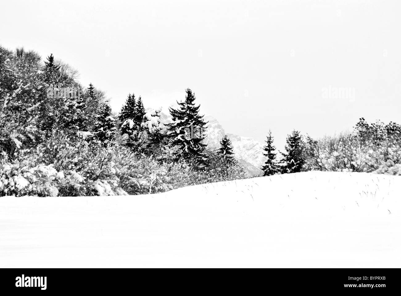 Bosco di larici in inverno con la neve Foto Stock