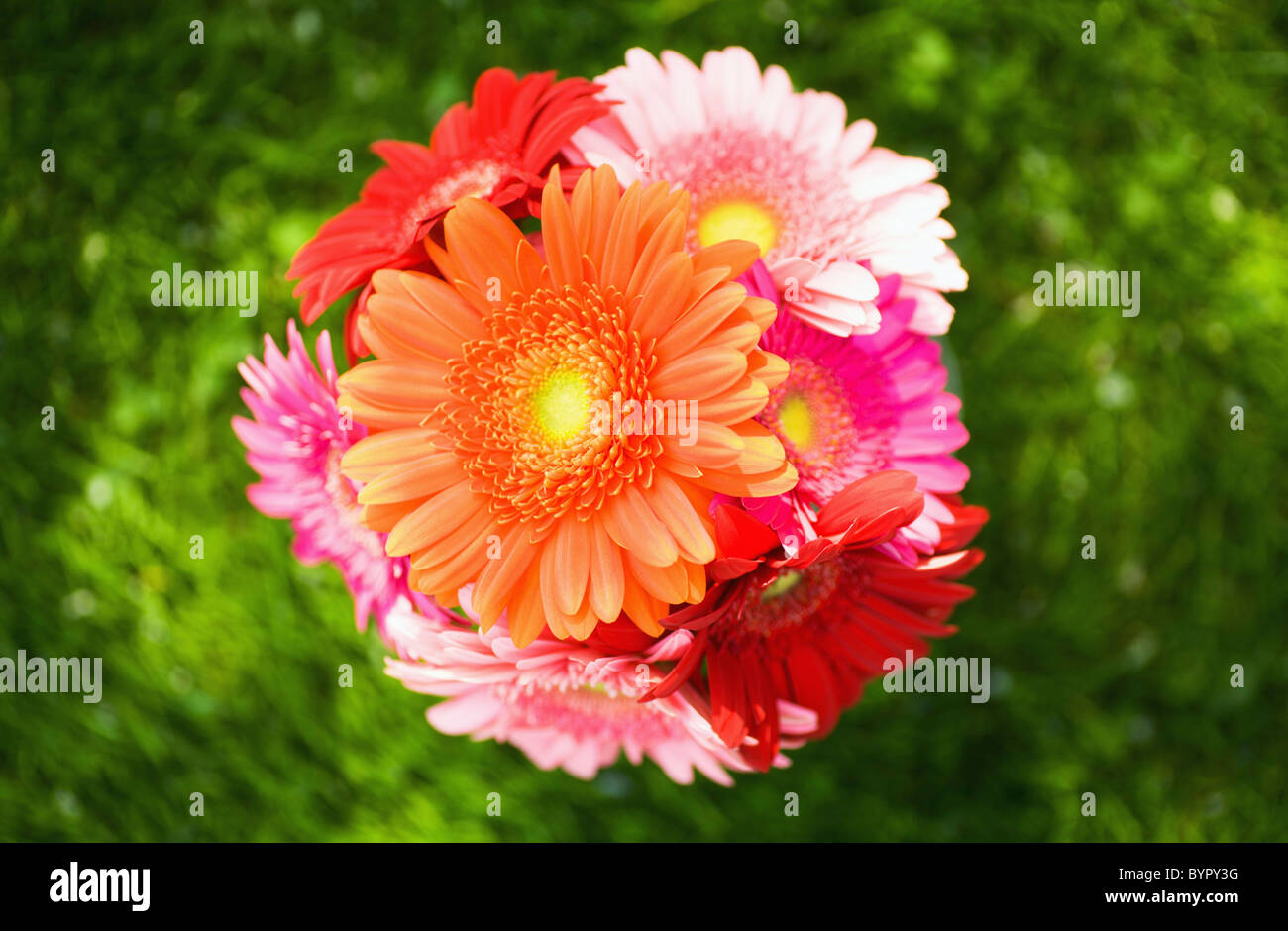 Un bouquet di margherite gerbera Foto Stock