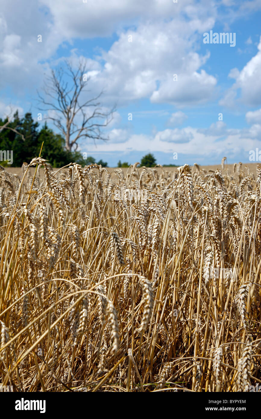 Mature campo di grano con un cielo blu e bianco delle nuvole estive con bosco di abeti e un albero morto in background, Danimarca Foto Stock