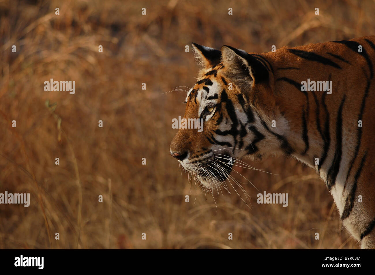 Femmina adulti riproduttori residente tigre del Bengala pattugliano la sua casa gamma in Bandhavgarh Riserva della Tigre, India Foto Stock