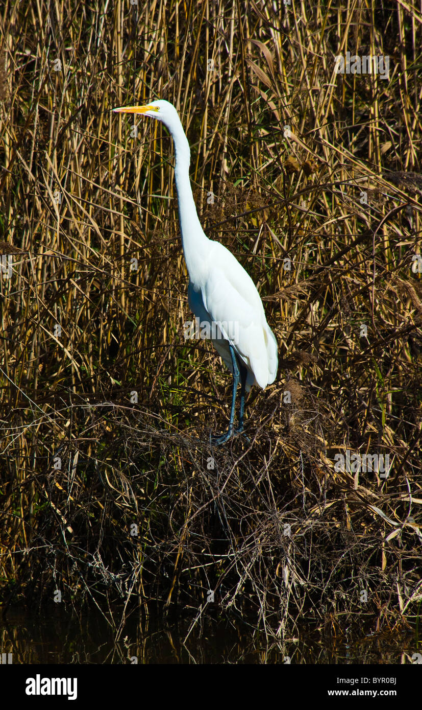 Airone bianco maggiore al Lago Mattamuskeet, Carolina del Nord Foto Stock