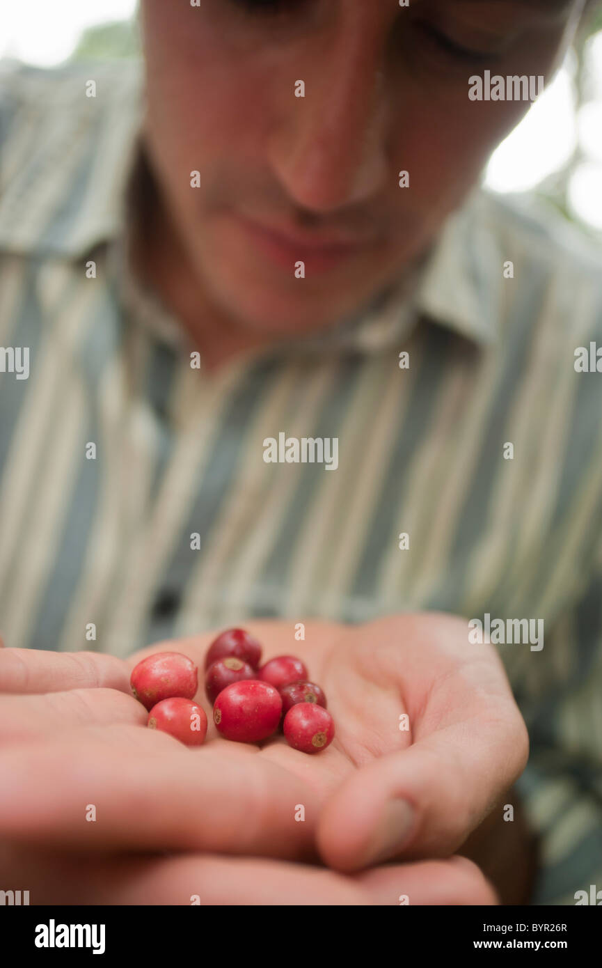Agricoltore in Honduras esaminando alcune raccolte di recente i chicchi di caffè dalla sua piantagione. Foto Stock
