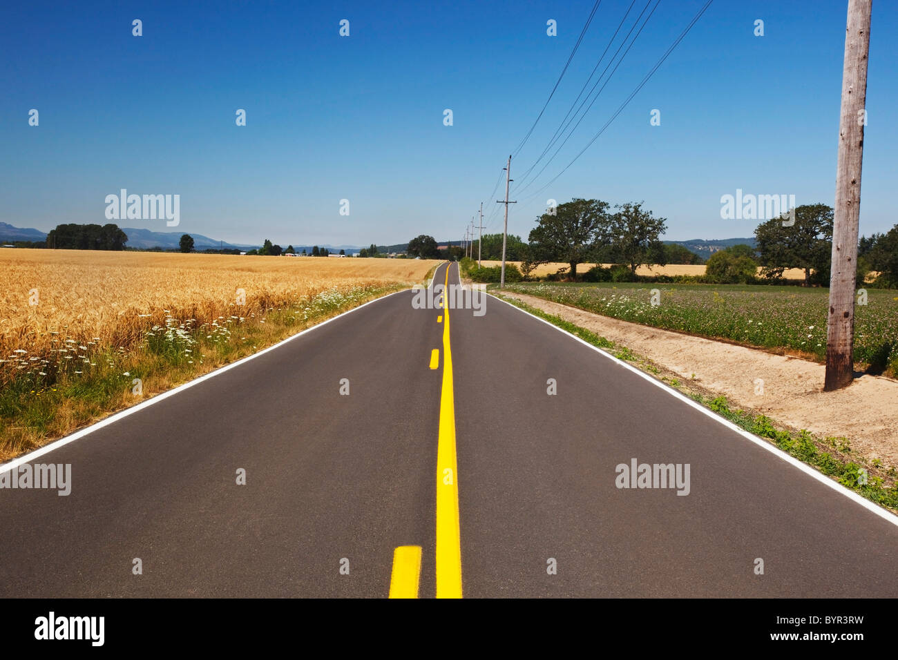 Campi di grano lungo una strada di campagna in Willamette Valley; Oregon, Stati Uniti d'America Foto Stock