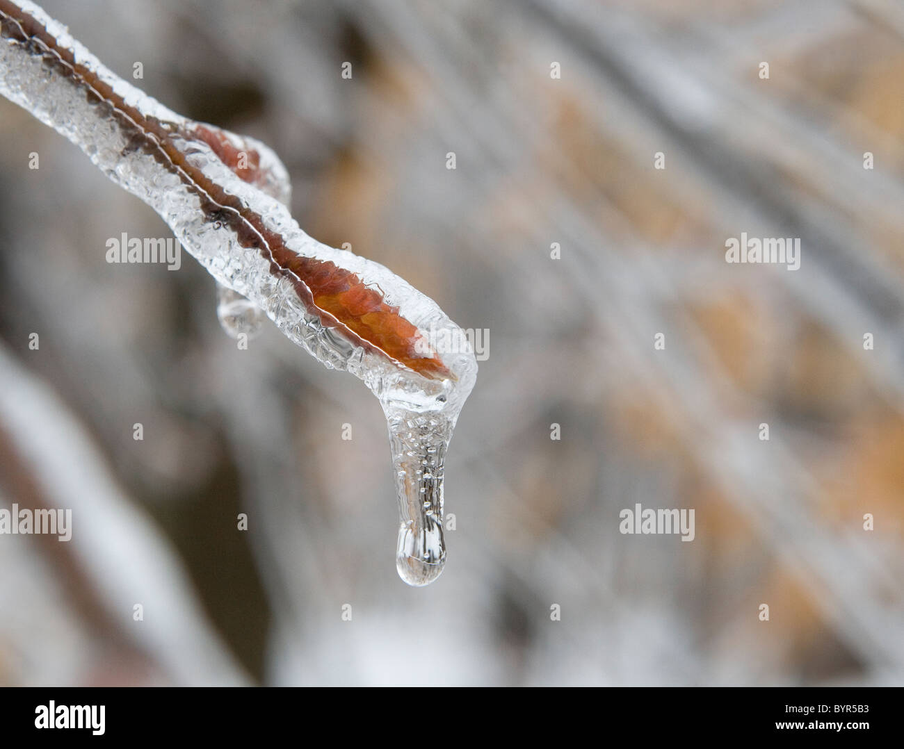 Un bosco di faggi ramoscello e boccioli di foglia ricoperto di ghiaccio dopo una tempesta di ghiaccio in inverno Foto Stock