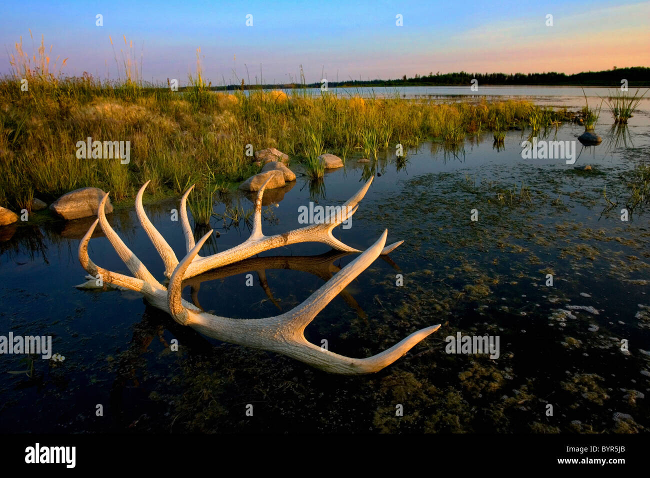 Un alce corna di laici in acqua al lago astotin in elk island national park; Alberta, Canada Foto Stock