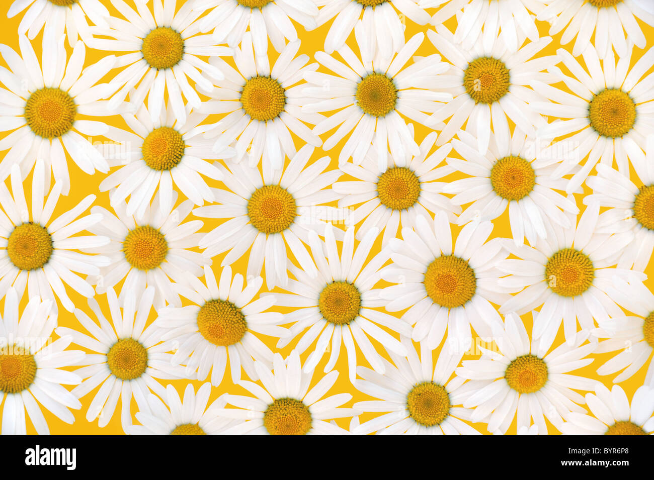 Fresche margherite su sfondo giallo Foto Stock